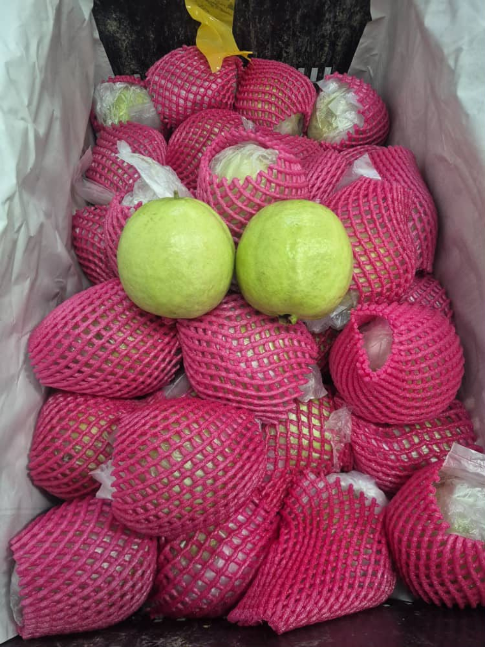 🇹🇭 Jambu Pink Thailand Premium 🇹🇭 泰国粉红番石榴（Jambu Pink）