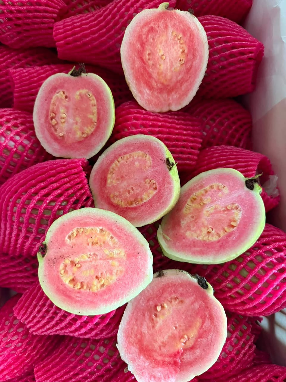 🇹🇭 Jambu Pink Thailand Premium 🇹🇭 泰国粉红番石榴（Jambu Pink）