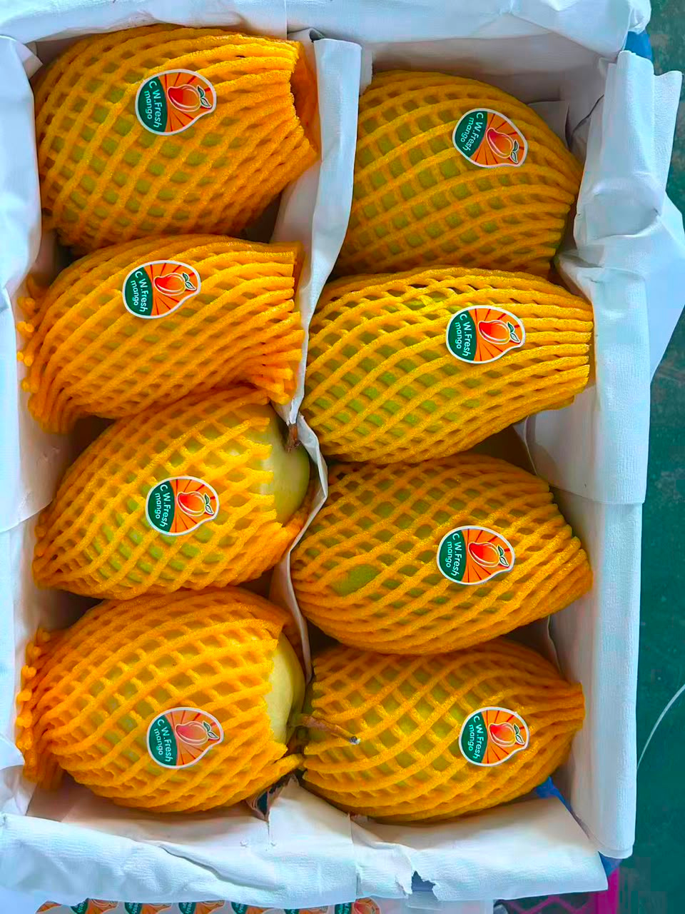 凯特芒果 🥭 Katie Manggo Make In China