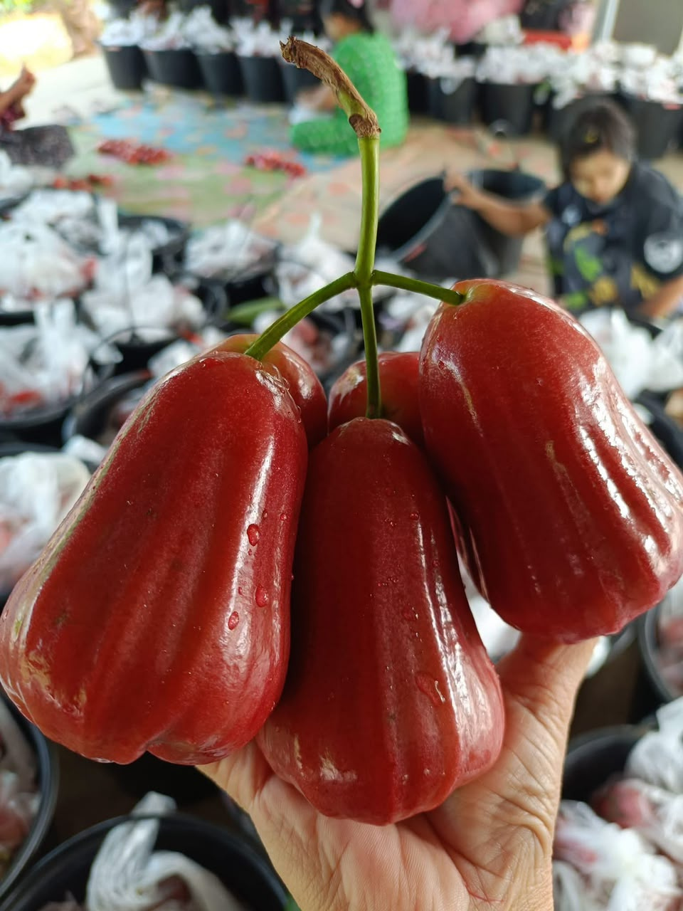 🇹🇭 Jambu Air Thailand Premium Premium Thai Rose Apple
