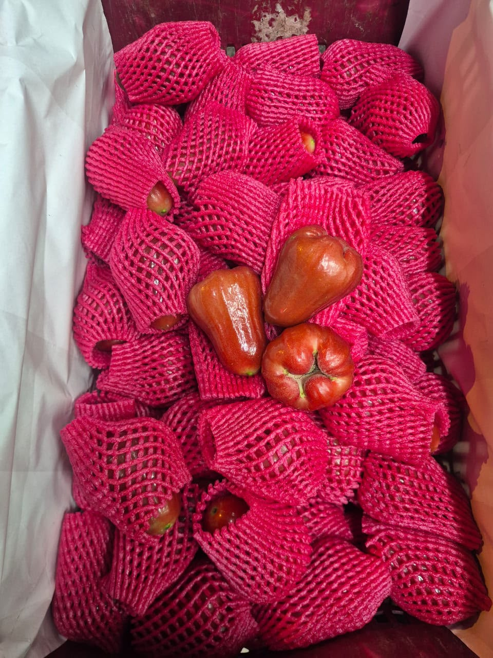 🇹🇭 Jambu Air Thailand Premium Premium Thai Rose Apple