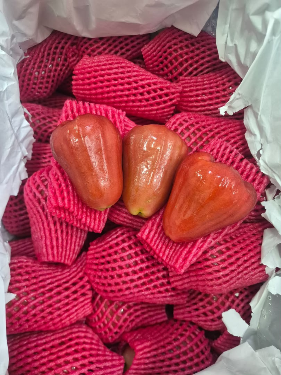 🇹🇭 Jambu Air Thailand Premium Premium Thai Rose Apple