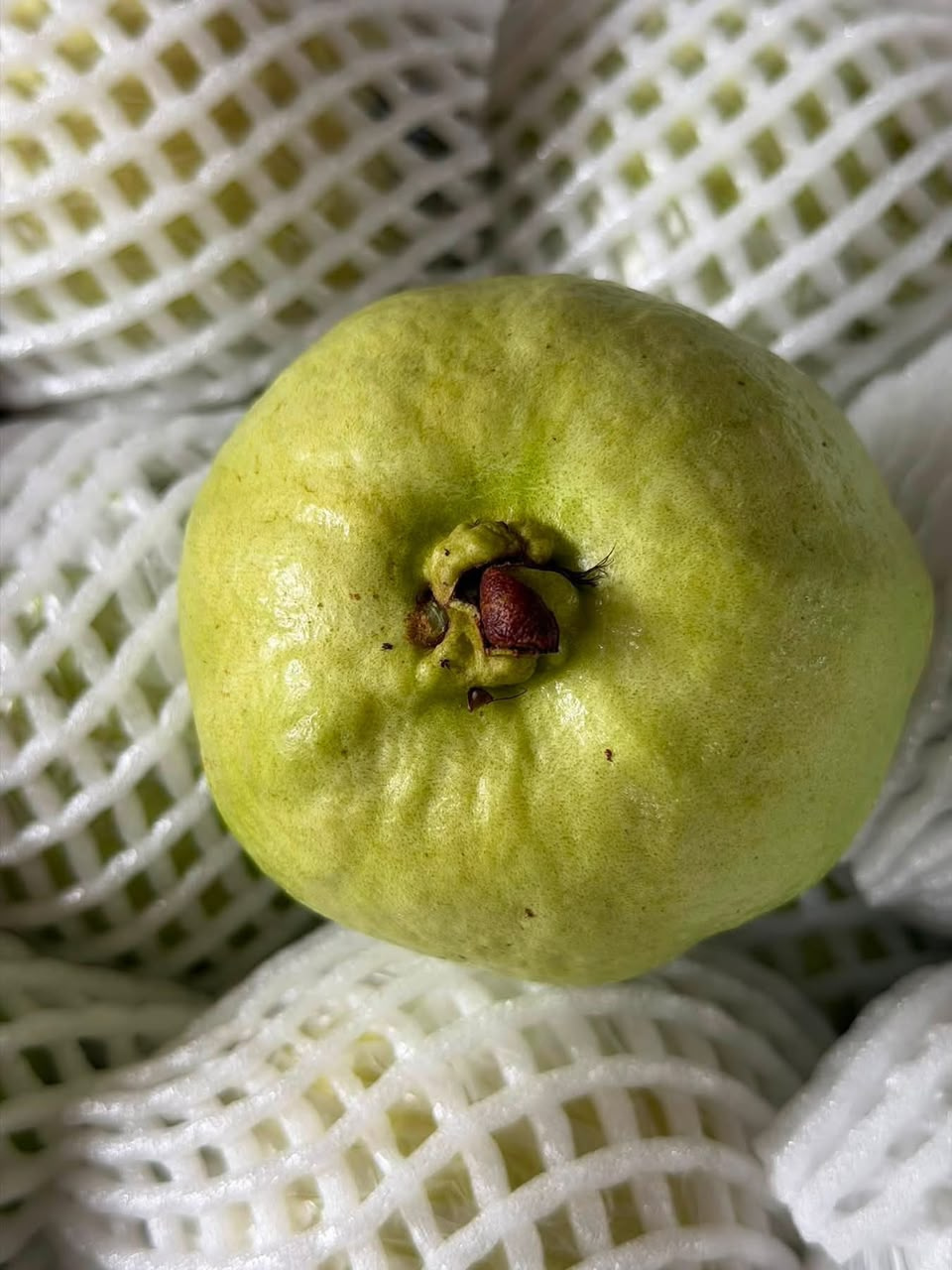 Premium Thai Guava 🇹🇭 Premium Thailand Jambu Batu