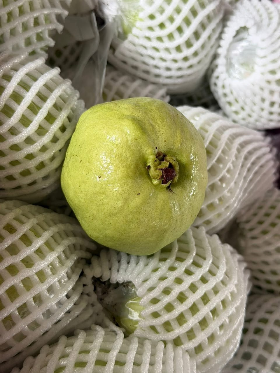 Premium Thai Guava 🇹🇭 Premium Thailand Jambu Batu